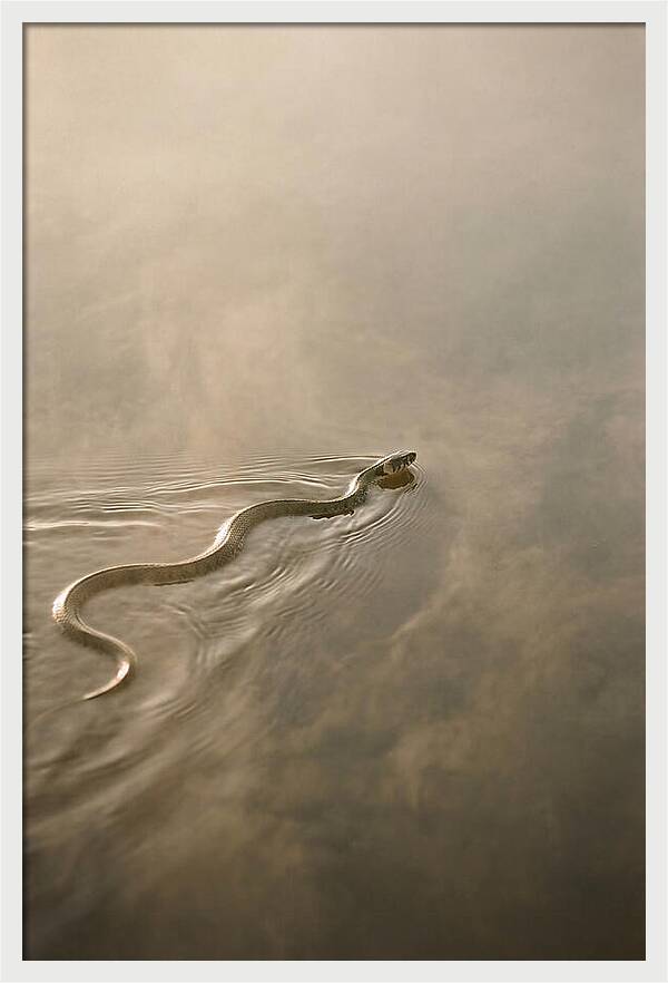 Graceful Snake Gliding Through Water