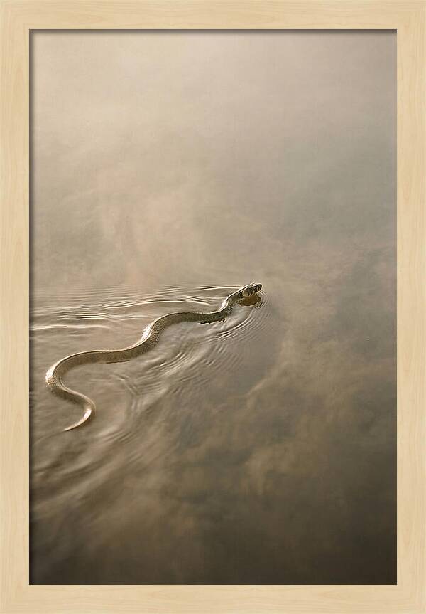 Graceful Snake Gliding Through Water