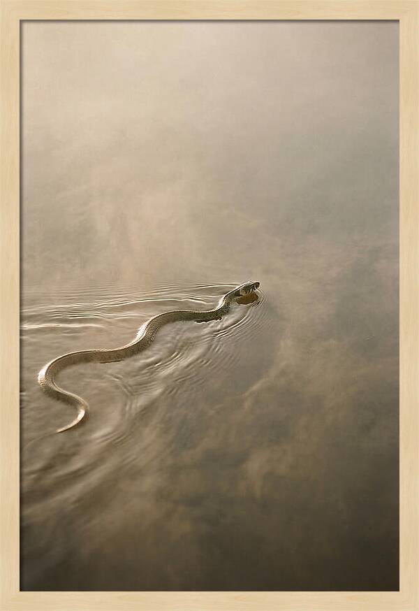 Graceful Snake Gliding Through Water