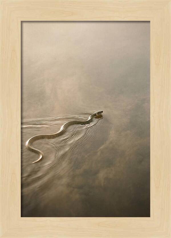 Graceful Snake Gliding Through Water