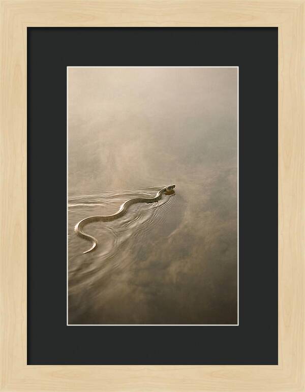 Graceful Snake Gliding Through Water