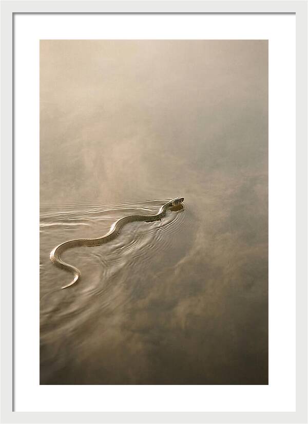 Graceful Snake Gliding Through Water