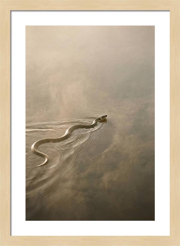 Graceful Snake Gliding Through Water