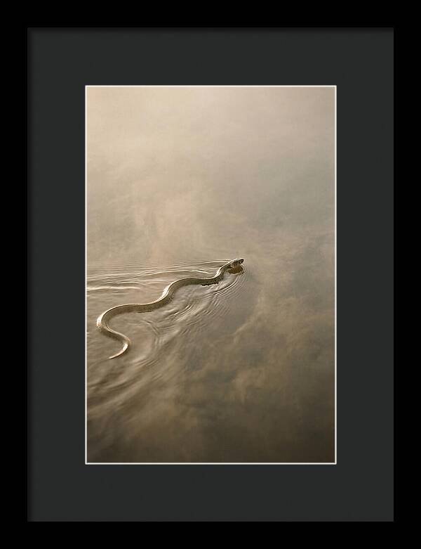 Graceful Snake Gliding Through Water