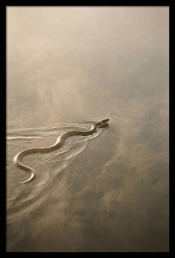 Graceful Snake Gliding Through Water