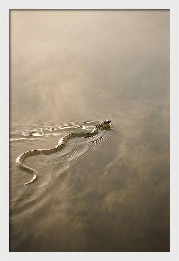 Graceful Snake Gliding Through Water