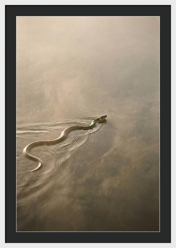 Graceful Snake Gliding Through Water