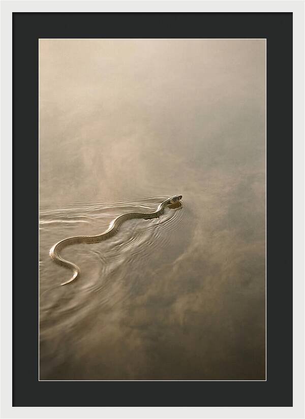 Graceful Snake Gliding Through Water