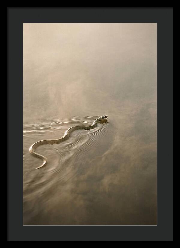 Graceful Snake Gliding Through Water