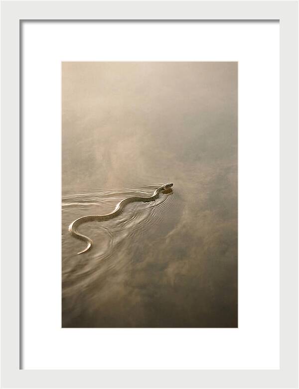 Graceful Snake Gliding Through Water