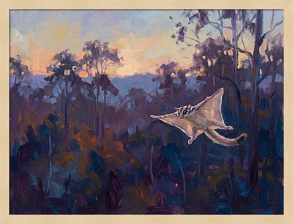 Graceful Sugar Glider Soaring 8597