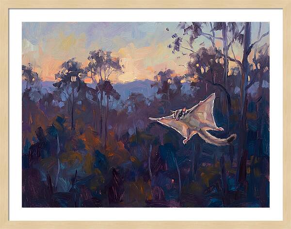 Graceful Sugar Glider Soaring 8597