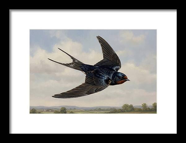 Graceful Swallow Soaring