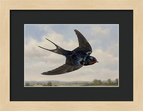 Graceful Swallow Soaring