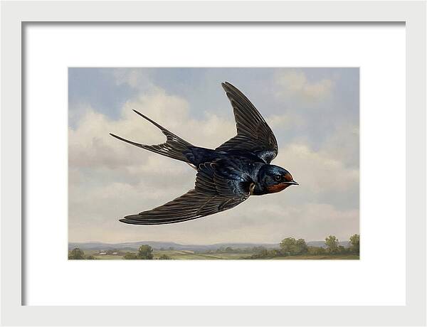 Graceful Swallow Soaring