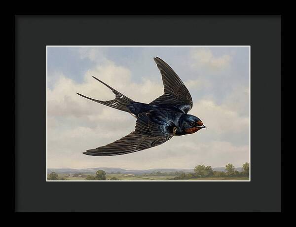 Graceful Swallow Soaring