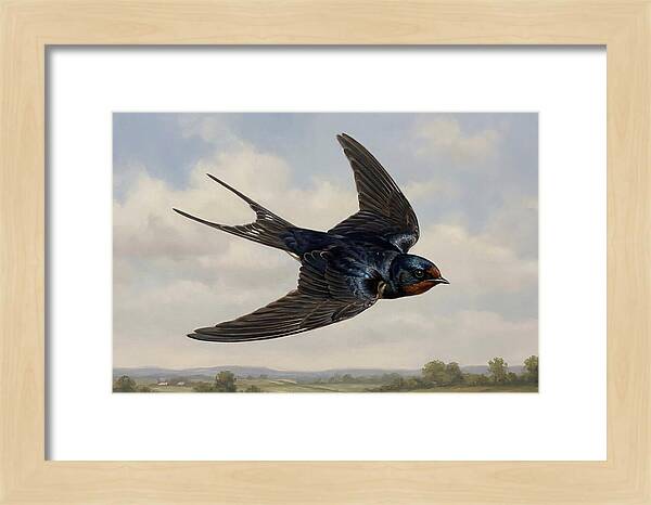 Graceful Swallow Soaring