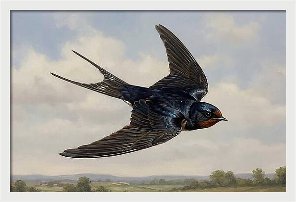 Graceful Swallow Soaring
