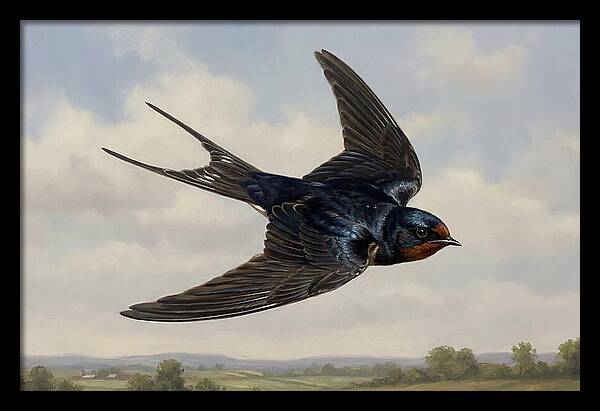 Graceful Swallow Soaring