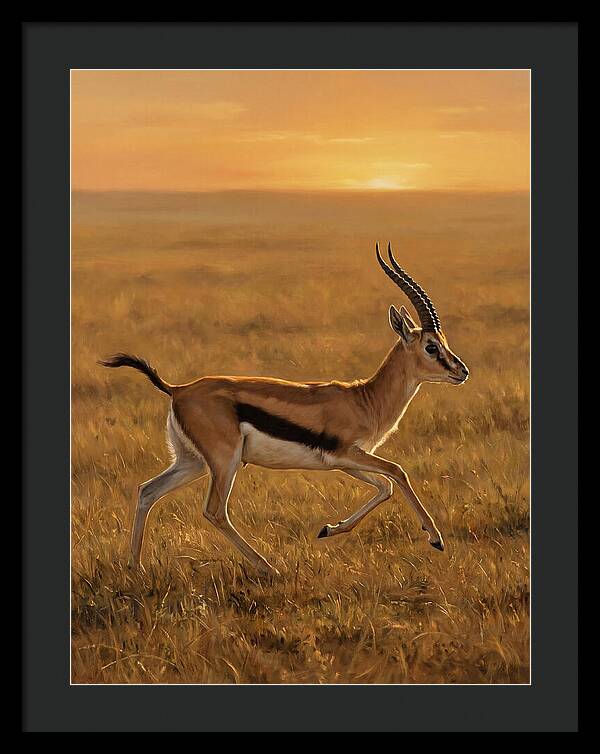 Graceful Thomson Gazelle Silhouetted