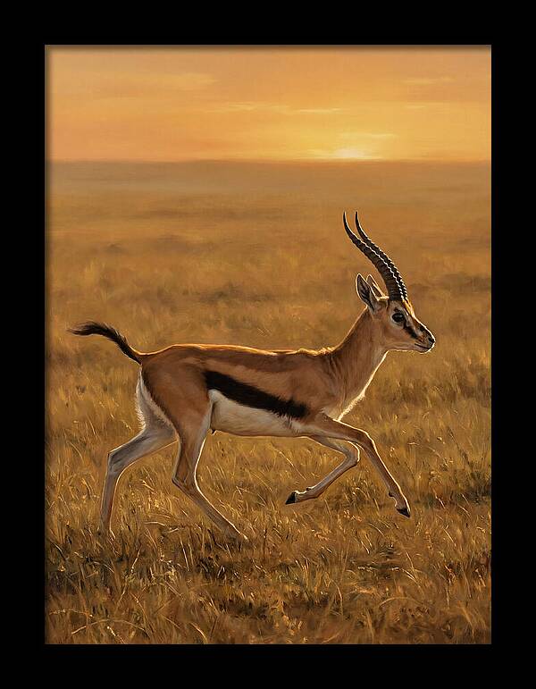 Graceful Thomson Gazelle Silhouetted