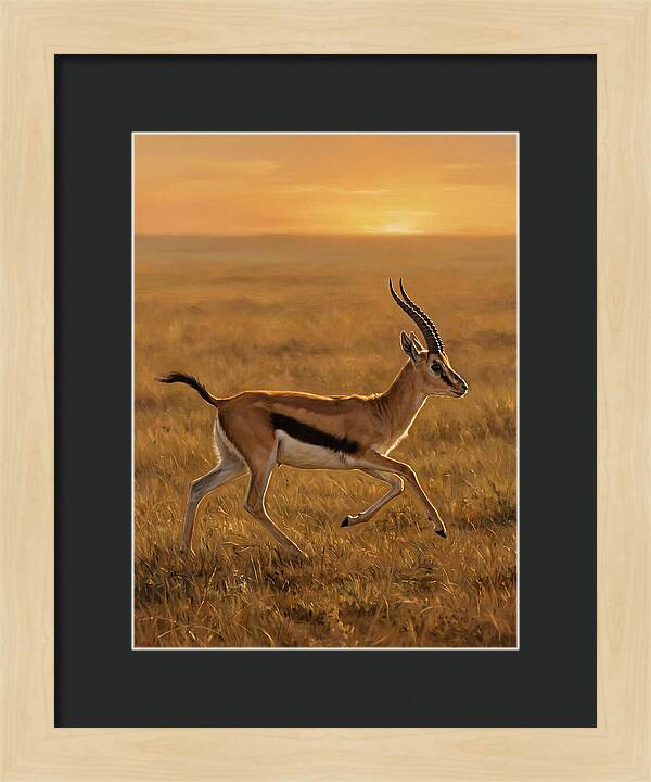 Graceful Thomson Gazelle Silhouetted