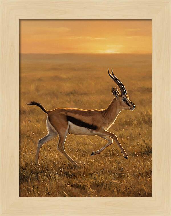 Graceful Thomson Gazelle Silhouetted