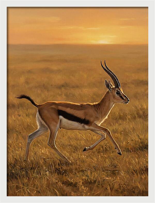 Graceful Thomson Gazelle Silhouetted