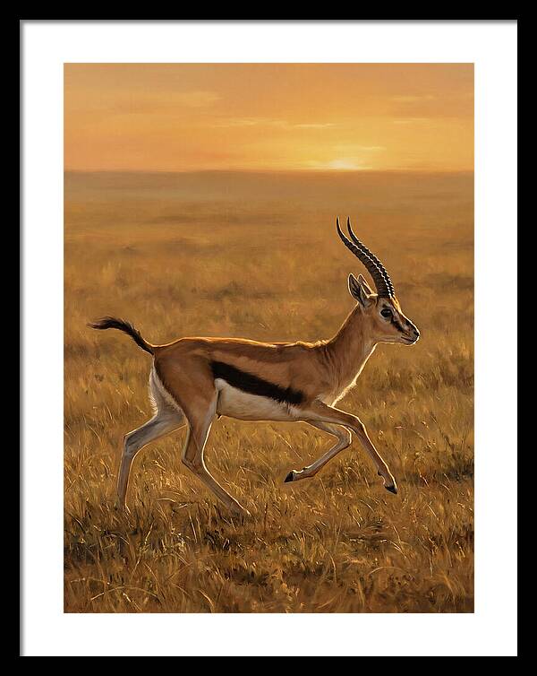 Graceful Thomson Gazelle Silhouetted