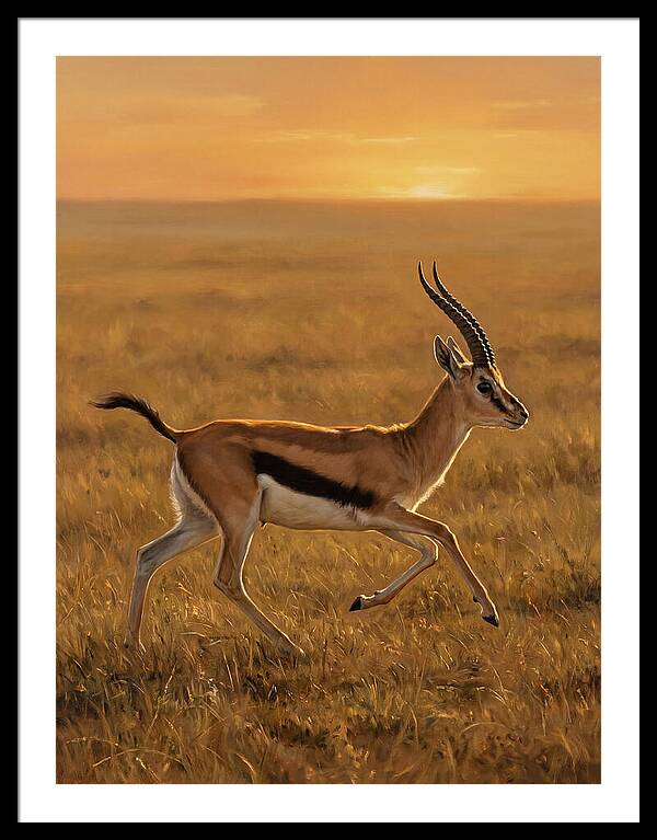 Graceful Thomson Gazelle Silhouetted