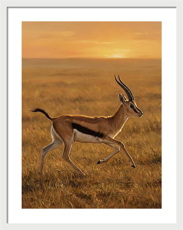 Graceful Thomson Gazelle Silhouetted
