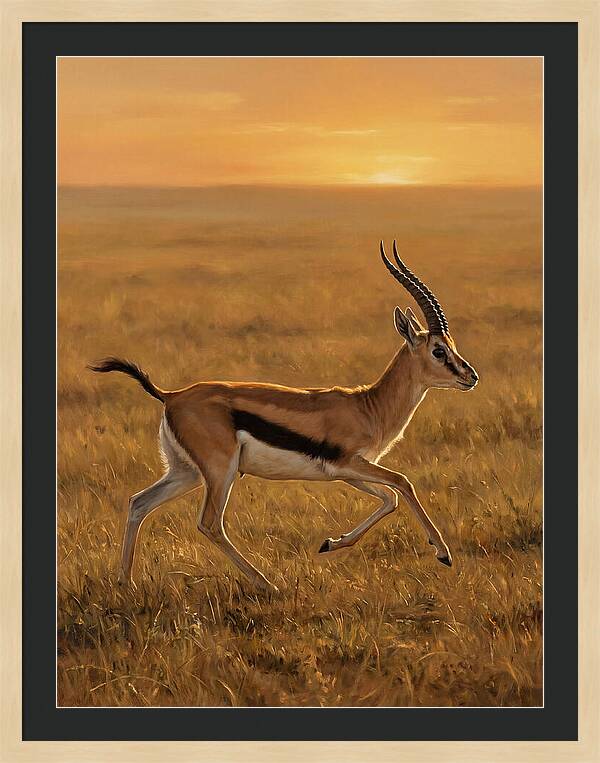 Graceful Thomson Gazelle Silhouetted