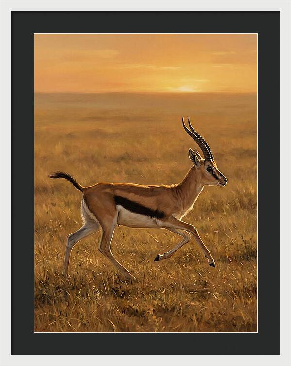 Graceful Thomson Gazelle Silhouetted