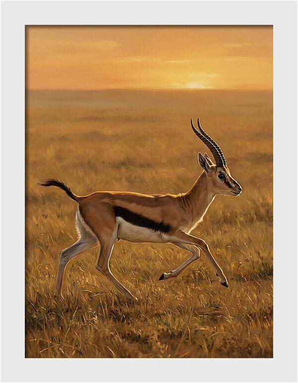 Graceful Thomson Gazelle Silhouetted
