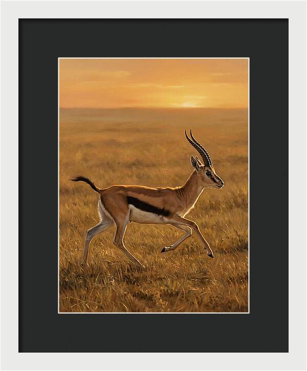Graceful Thomson Gazelle Silhouetted