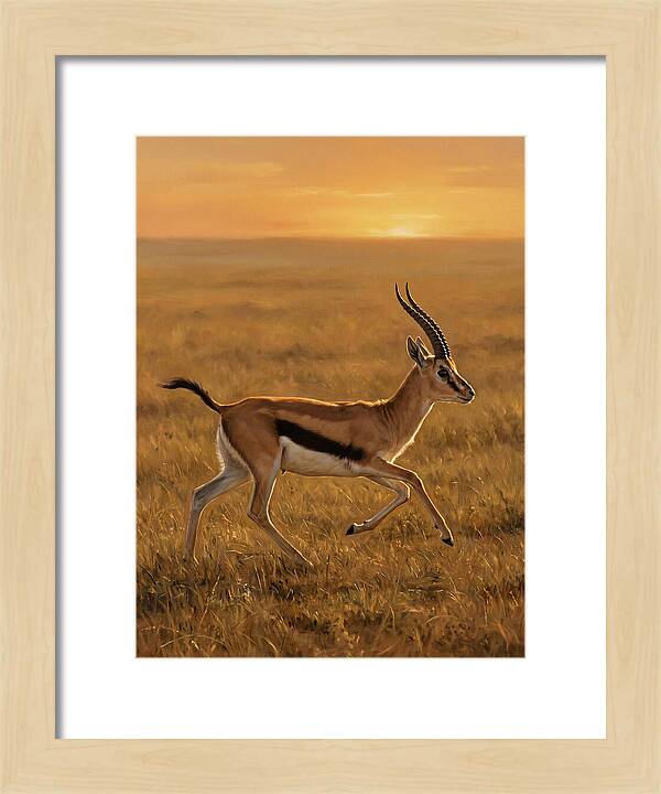 Graceful Thomson Gazelle Silhouetted