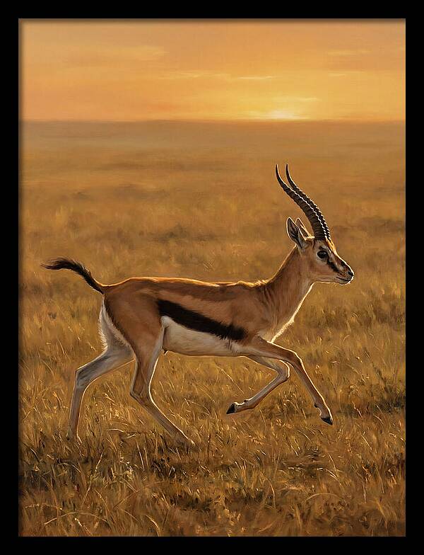 Graceful Thomson Gazelle Silhouetted