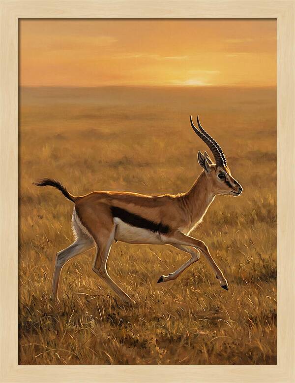 Graceful Thomson Gazelle Silhouetted
