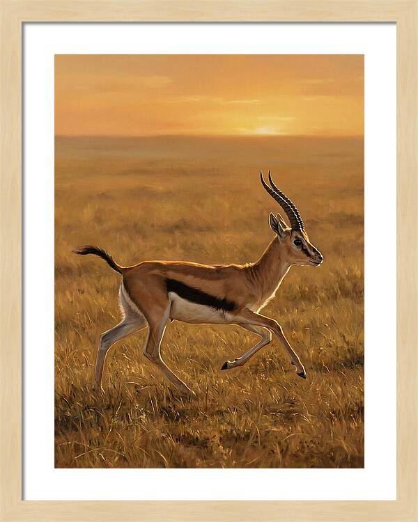 Graceful Thomson Gazelle Silhouetted