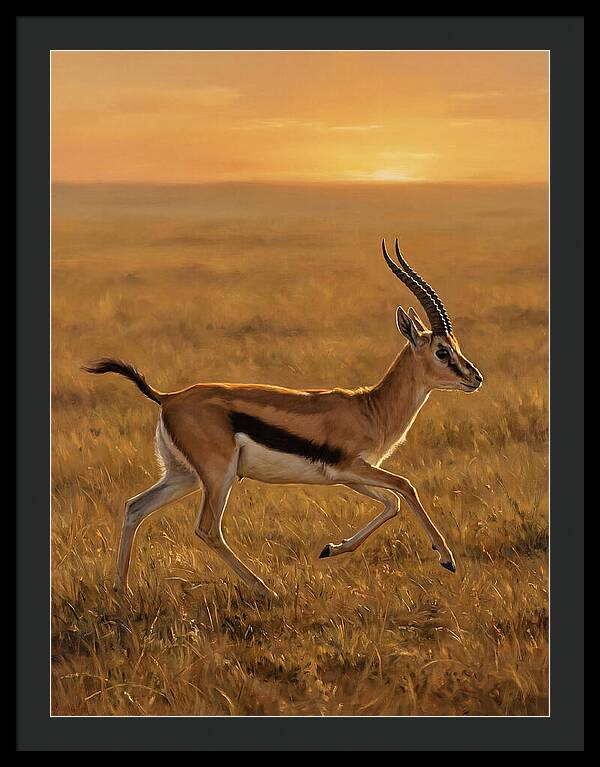 Graceful Thomson Gazelle Silhouetted