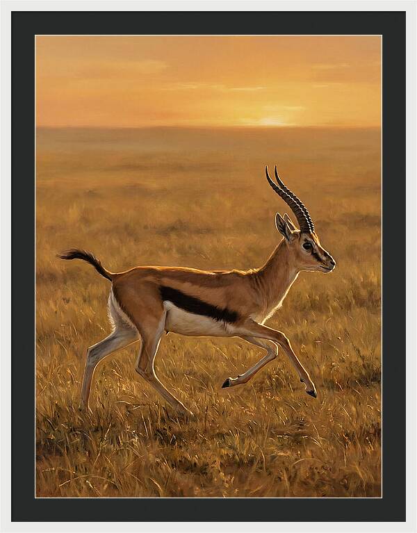 Graceful Thomson Gazelle Silhouetted