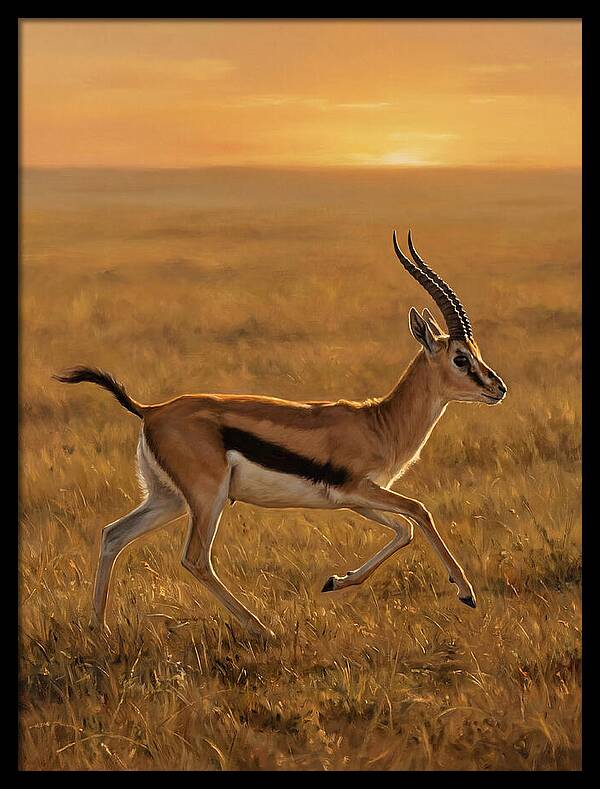Graceful Thomson Gazelle Silhouetted