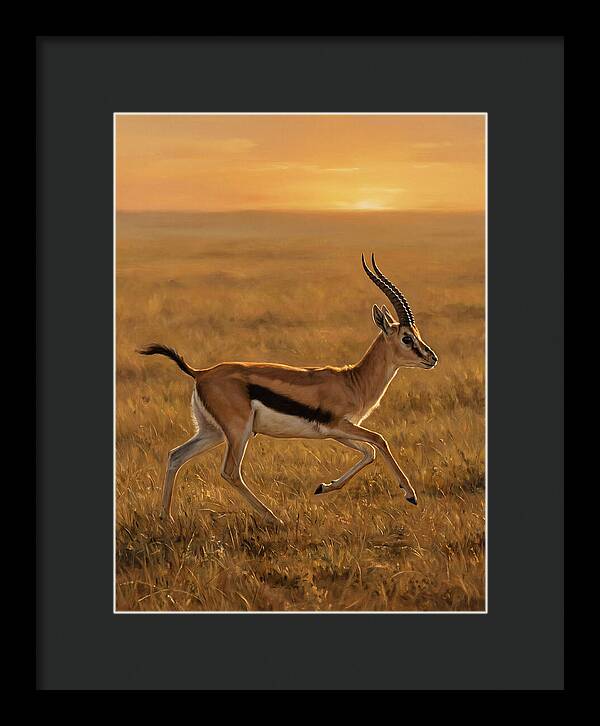 Graceful Thomson Gazelle Silhouetted