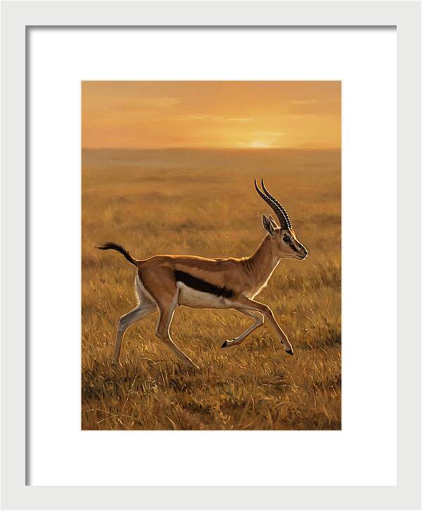 Graceful Thomson Gazelle Silhouetted