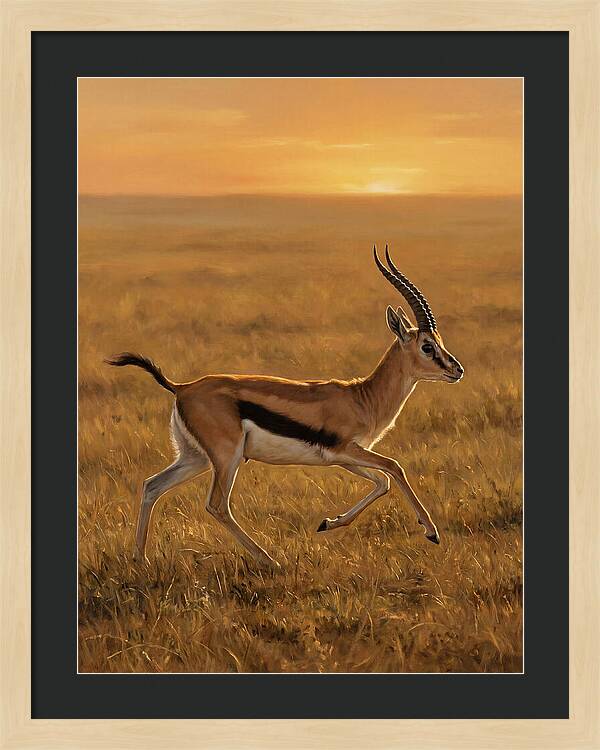 Graceful Thomson Gazelle Silhouetted