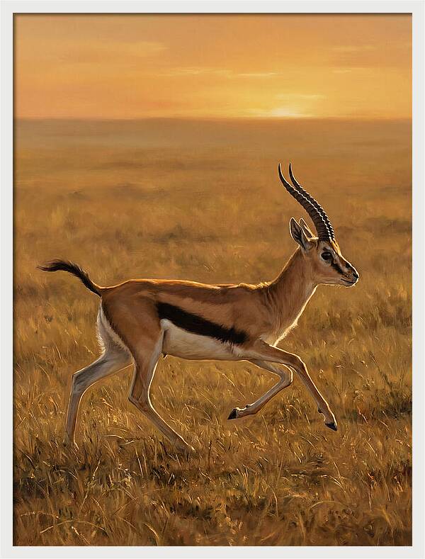 Graceful Thomson Gazelle Silhouetted