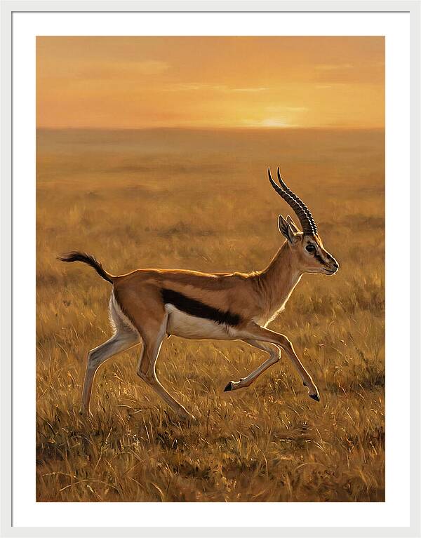 Graceful Thomson Gazelle Silhouetted