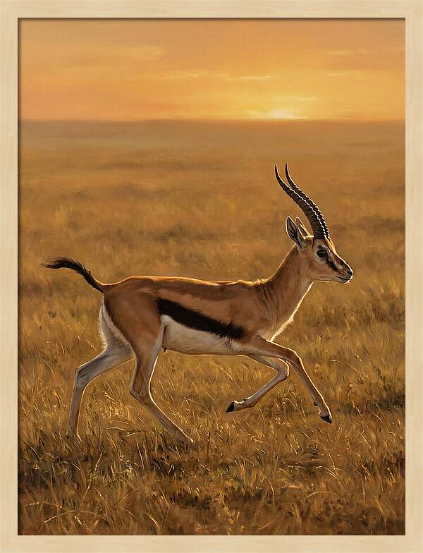 Graceful Thomson Gazelle Silhouetted