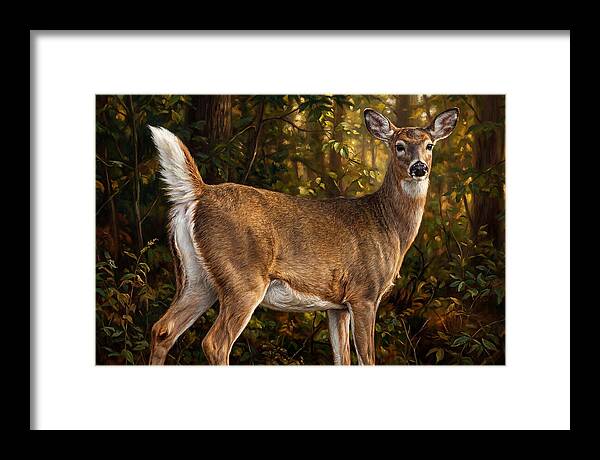 Graceful White Tailed Deer In Their Habitat
