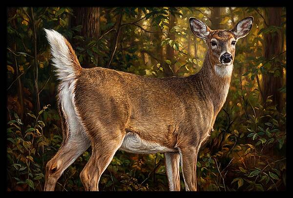 Graceful White Tailed Deer In Their Habitat